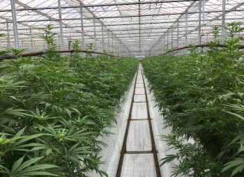 Jazz Pharma покупает производителя препарата на основе каннабиса GW Pharma за $7,2 млрд